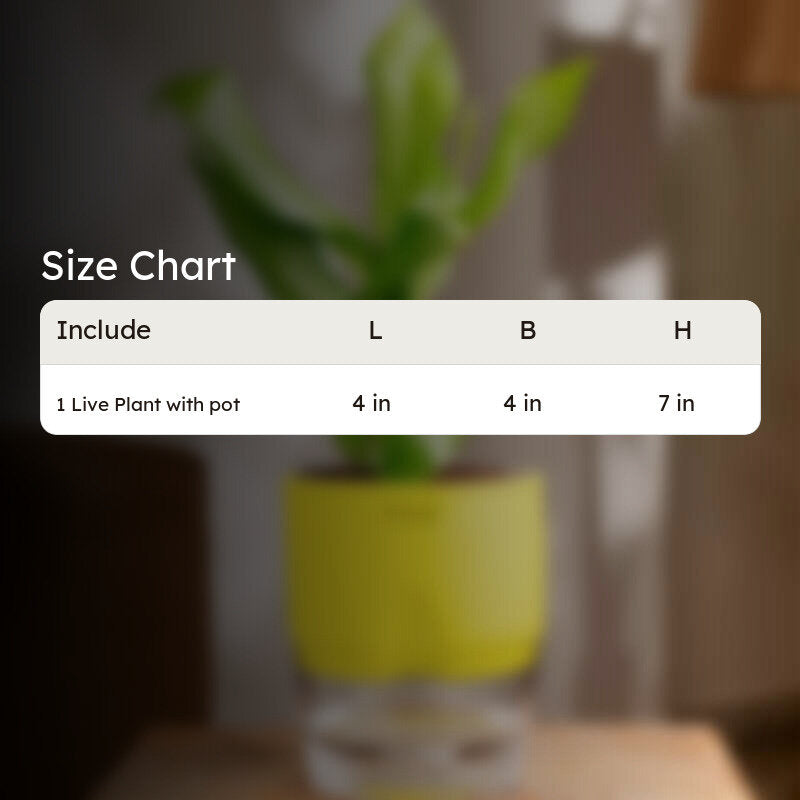 Kyari Peace Lily Plant With Self Watering Pot (Yellow) - 18 cm media 7
