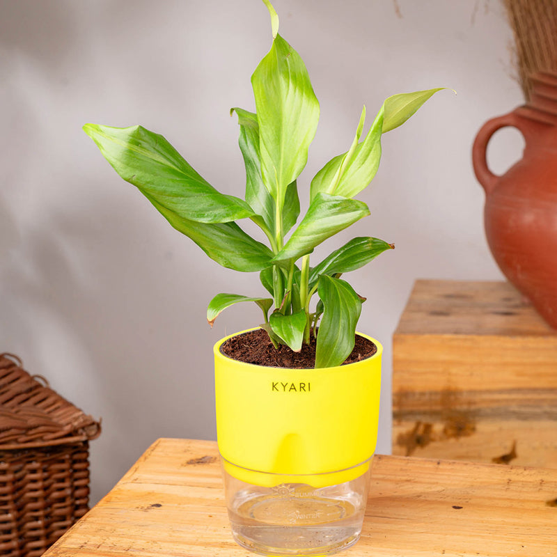 Kyari Peace Lily Plant With Self Watering Pot (Yellow) - 18 cm media 3