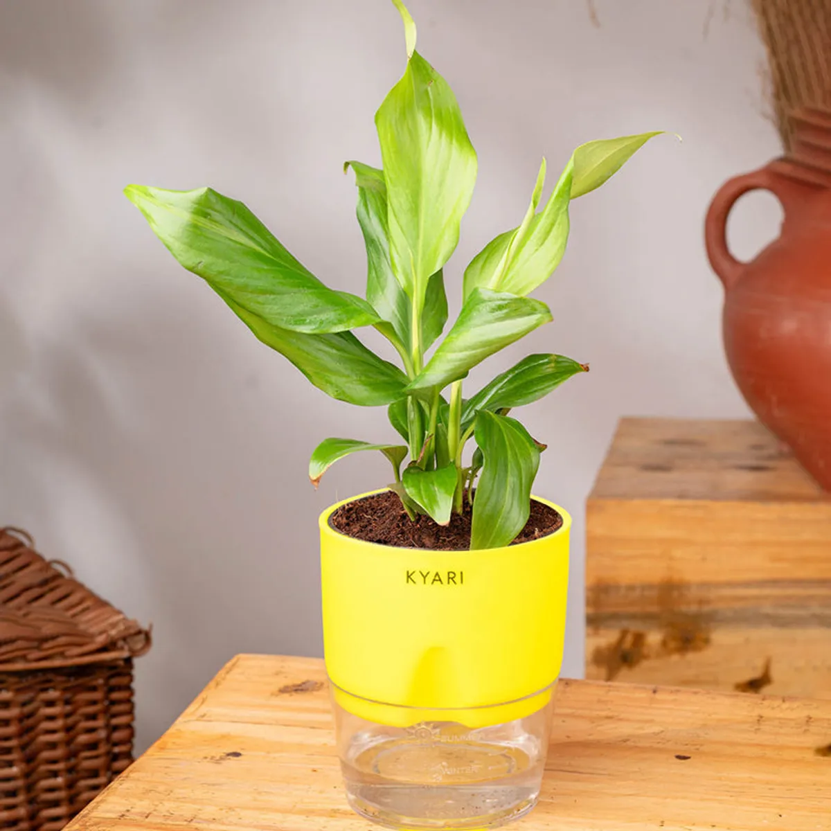 Peace Lily plant in a yellow pot displayed on a wooden table