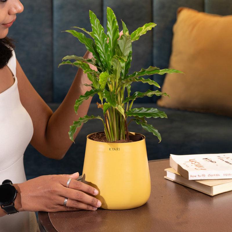Kyari Calathea Rufibarba With Metal Self Watering Pot - Yellow media 4