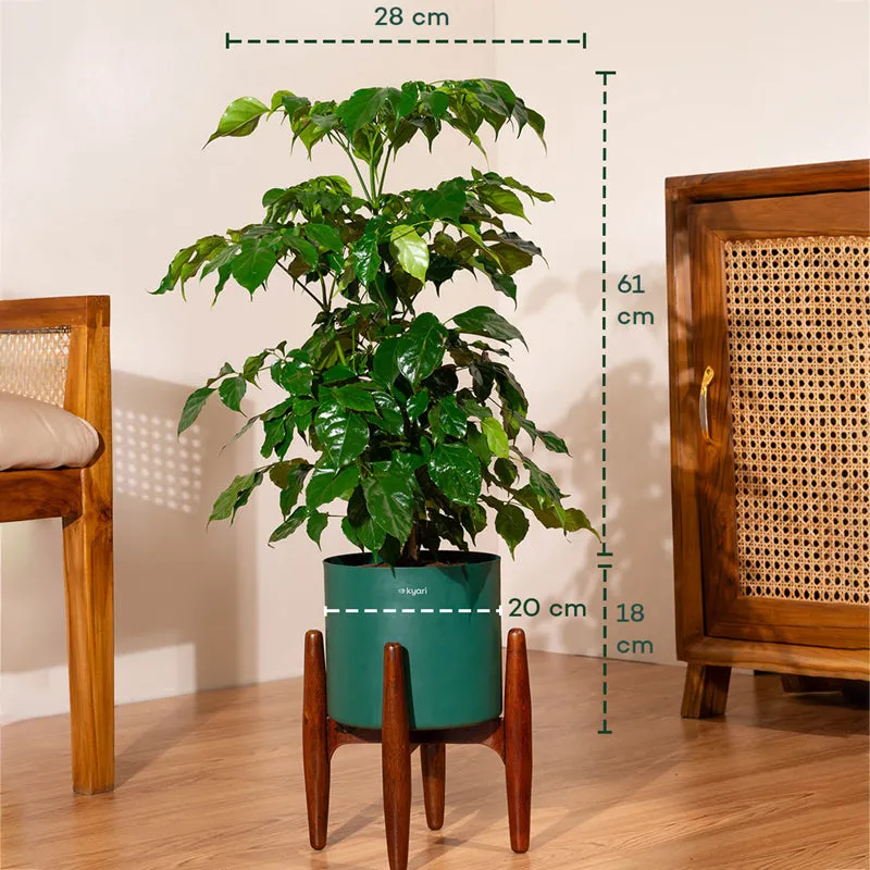 Kyari China Doll Plant With Metal Self Watering Pot (Green) - 2.5 Feet media 5