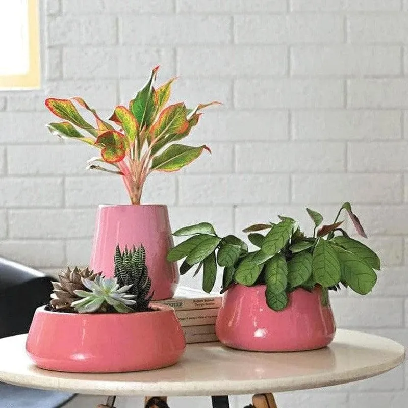 Ugaoo Tulip Fantasy Ceramic Planter (Magenta) - Set Of Three media 3