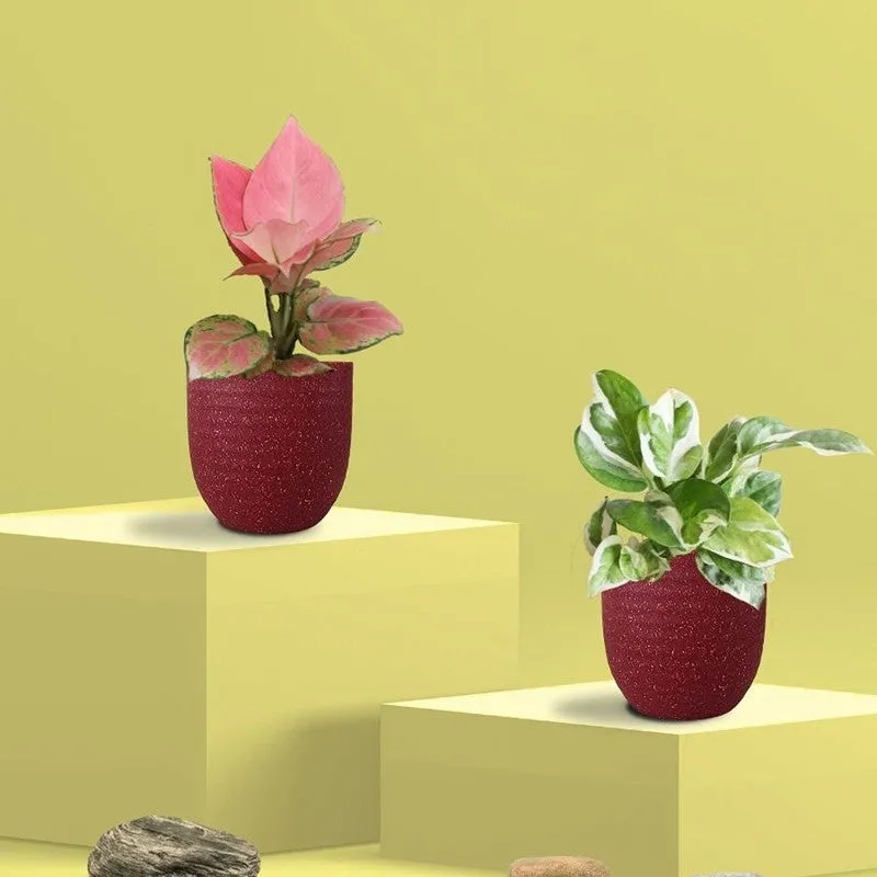 Greenkin Aglaonema Pink & Njoy Live Plants (Red) - Set Of Two media 3