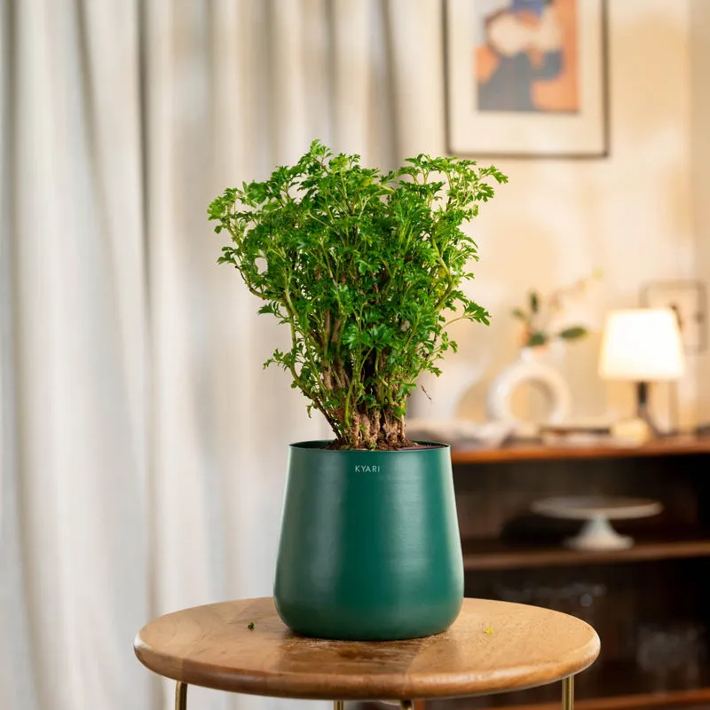 Kyari Aralia Plant With Metal Self Watering Pot (Green) - 1 Foot media 1
