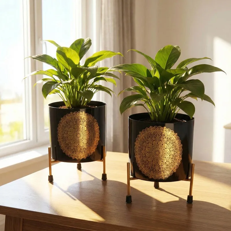 Root & Reside Metal Planters With Stand - Four Piece Set media 3
