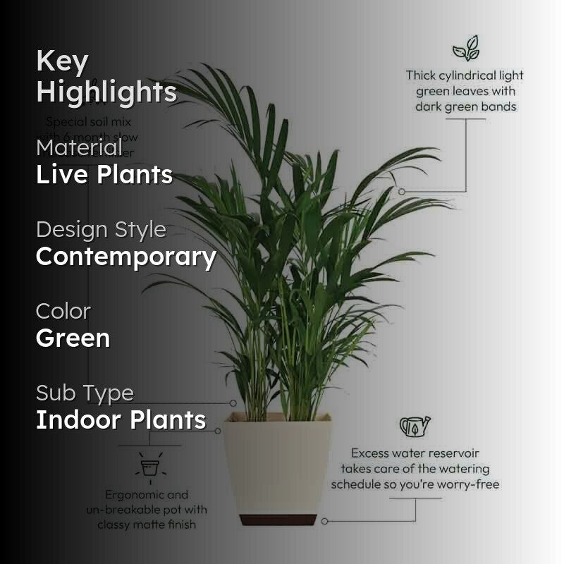 Ugaoo Areca Palm Plant - 3.7 ft media 2
