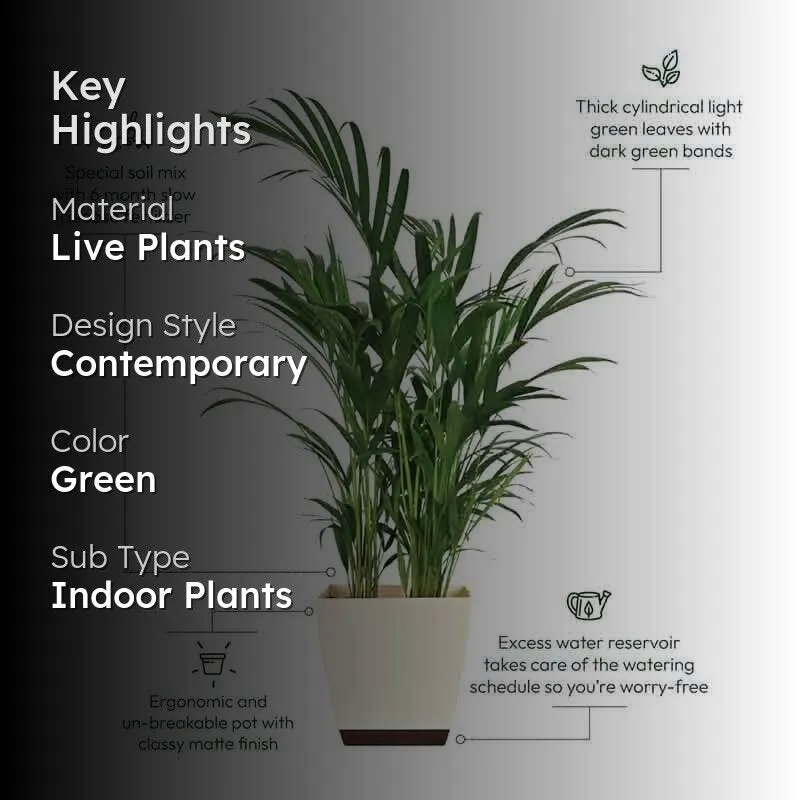 Ugaoo Areca Palm Plant - 3.7 ft media 2