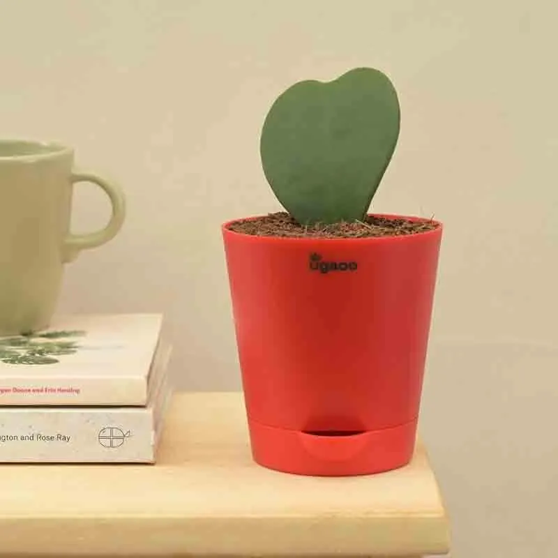 Ugaoo Heart Hoya Plant media 1
