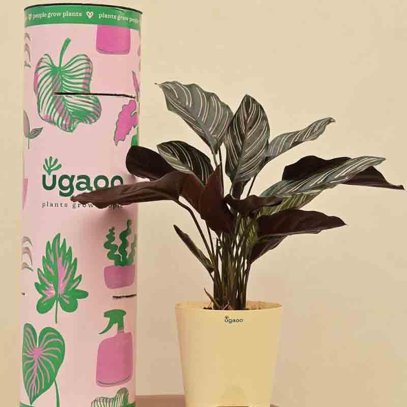 Live Plants