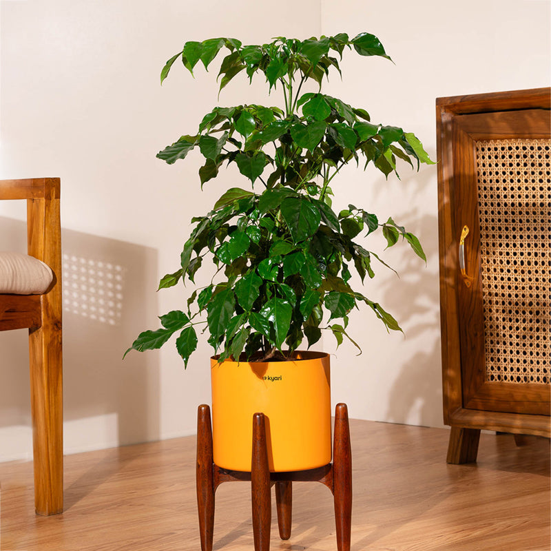 Kyari China Doll Plant With Metal Self Watering Pot (Orange) - 2.5 Feet