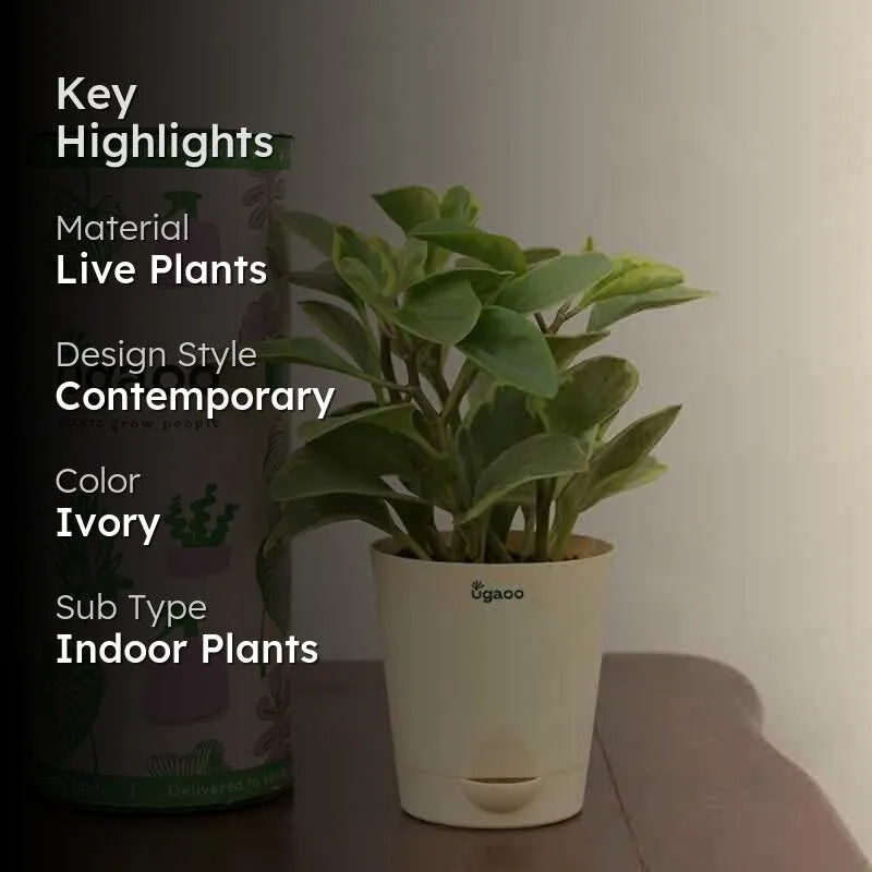 Ugaoo Peperomia Variegated Plant - Small media 2