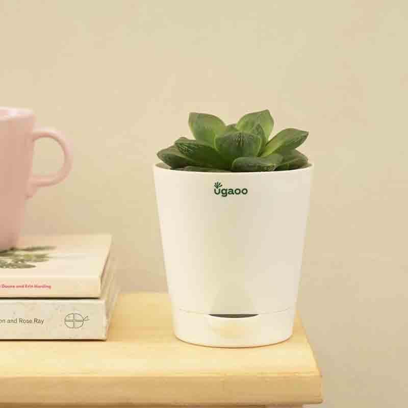 Live Plants