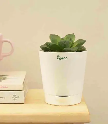 Live Plants