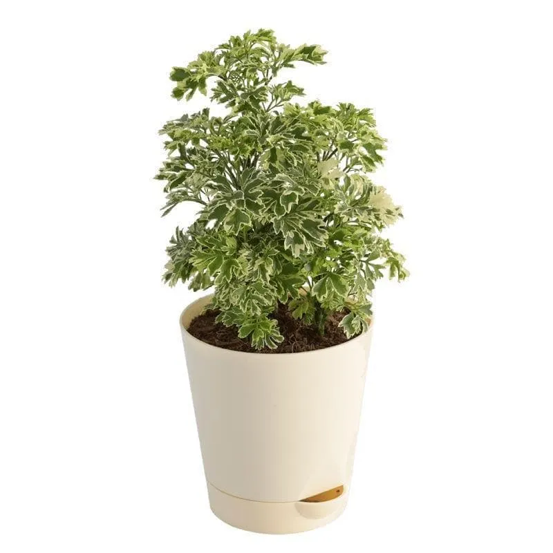 Ugaoo Aralia Variegated Mini Plant media 3