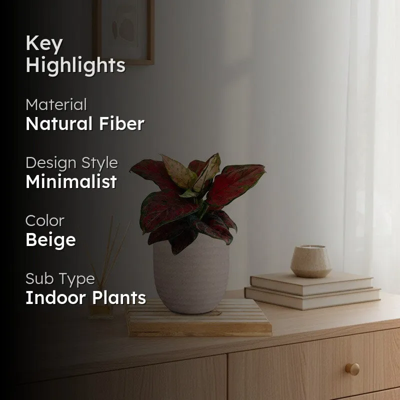 Greenkin Aglaonema Red Beauty Live Plant - Ivory media 2