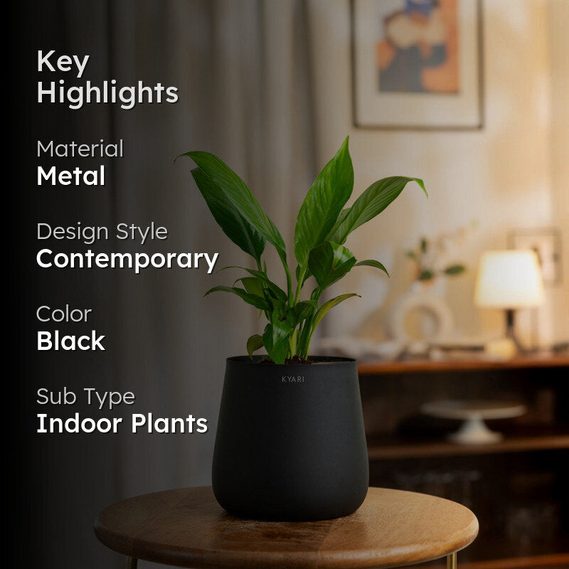Kyari Peace Lily Plant With Metal Self Watering Pot (Black) - 1 Foot media 2