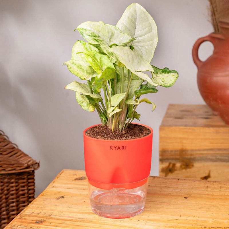 Kyari Syngonium Pixie Plant With Self Watering Pot (Red) - 18 cm media 3