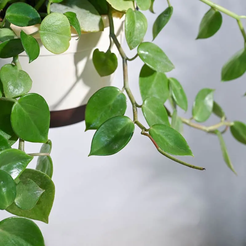 Ugaoo Peperomia Green Creeper with Hanging Planter media 5