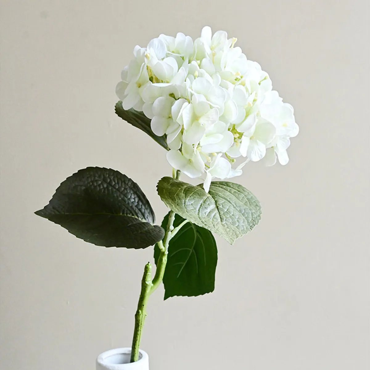 White hydrangea bloom with dark green leaves in a white vase.