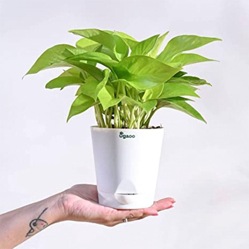 Ugaoo Money Plant With Self Watering Flower Pot media 3