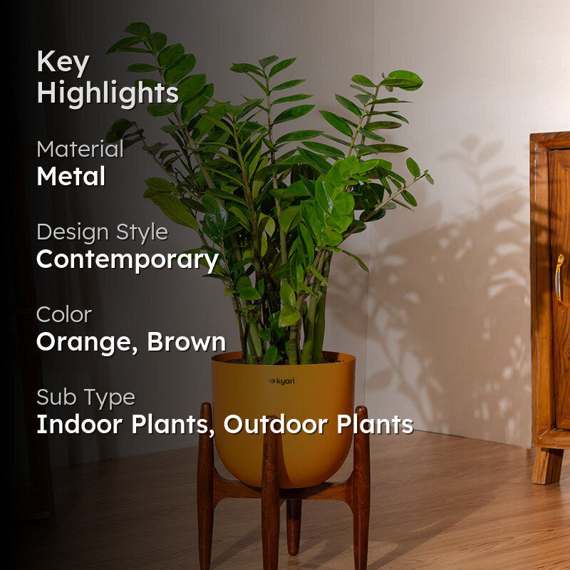 Kyari Green ZZ Plant With Metal Self Watering Pot (Orange) media 2
