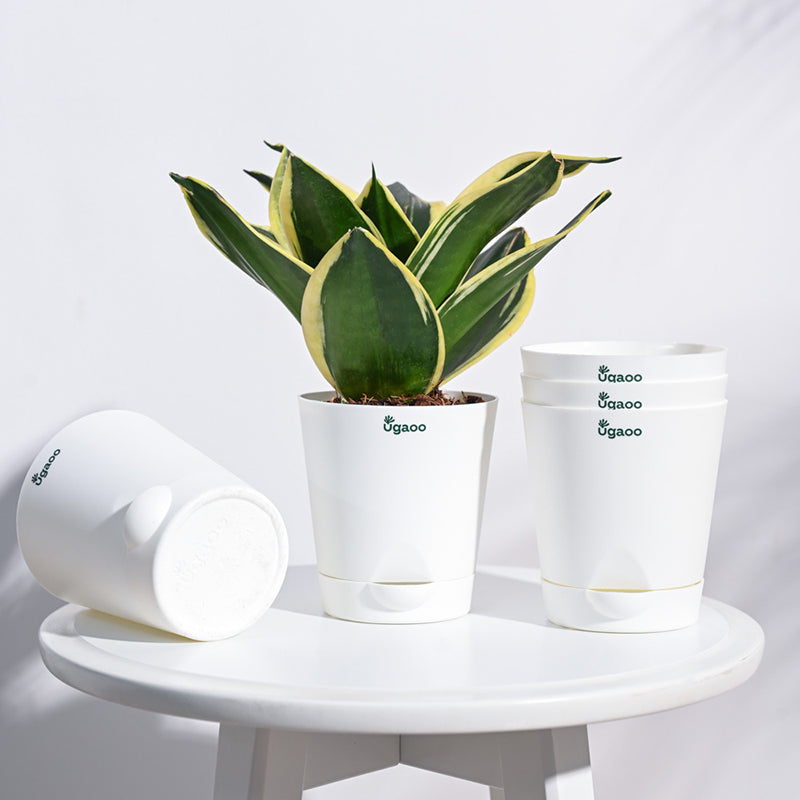 Ugaoo Bare Root Plastic Planter (White) - Set Of Five media 2