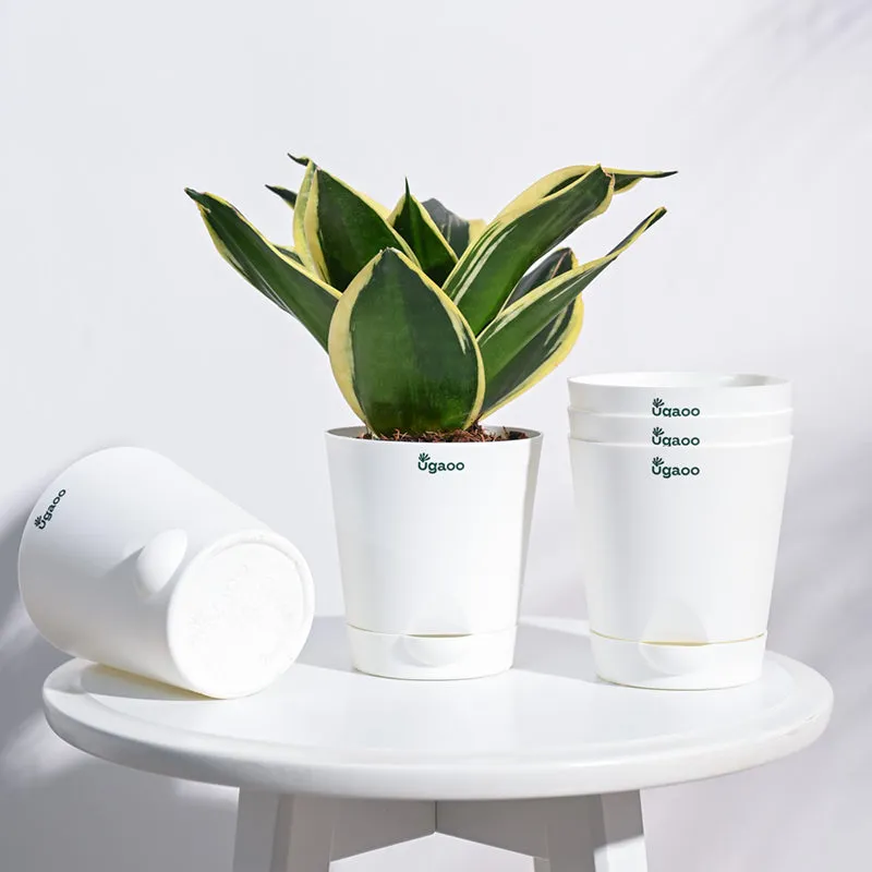 White planter with green plant and stacked white planters on a round table