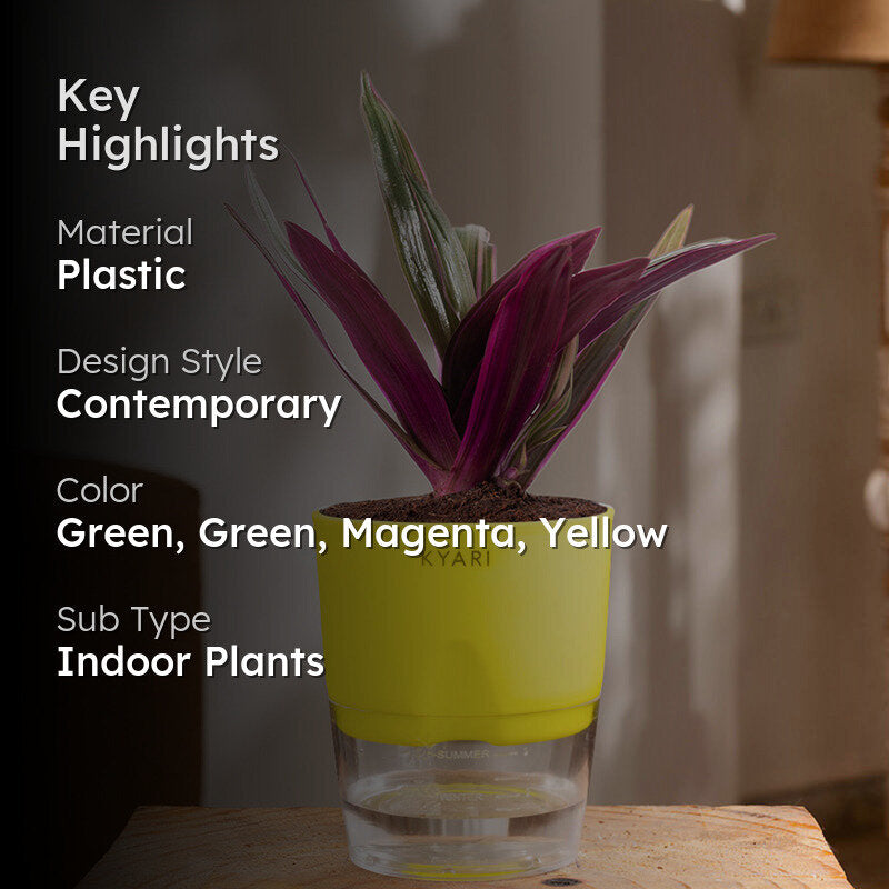 Kyari Oyster Plant With Self Watering Pot (Yellow) - 18 cm media 2