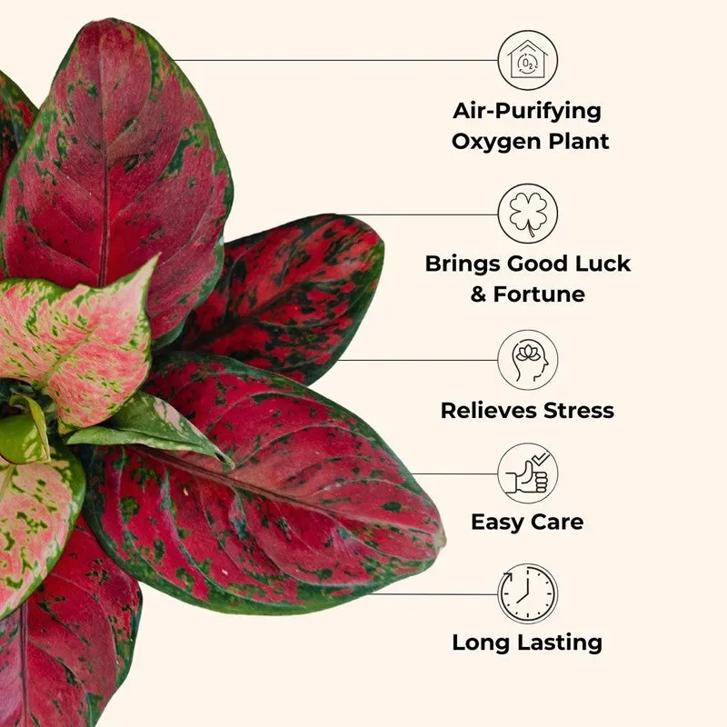 Greenkin Aglaonema Red Beauty Live Plant - Green media 4