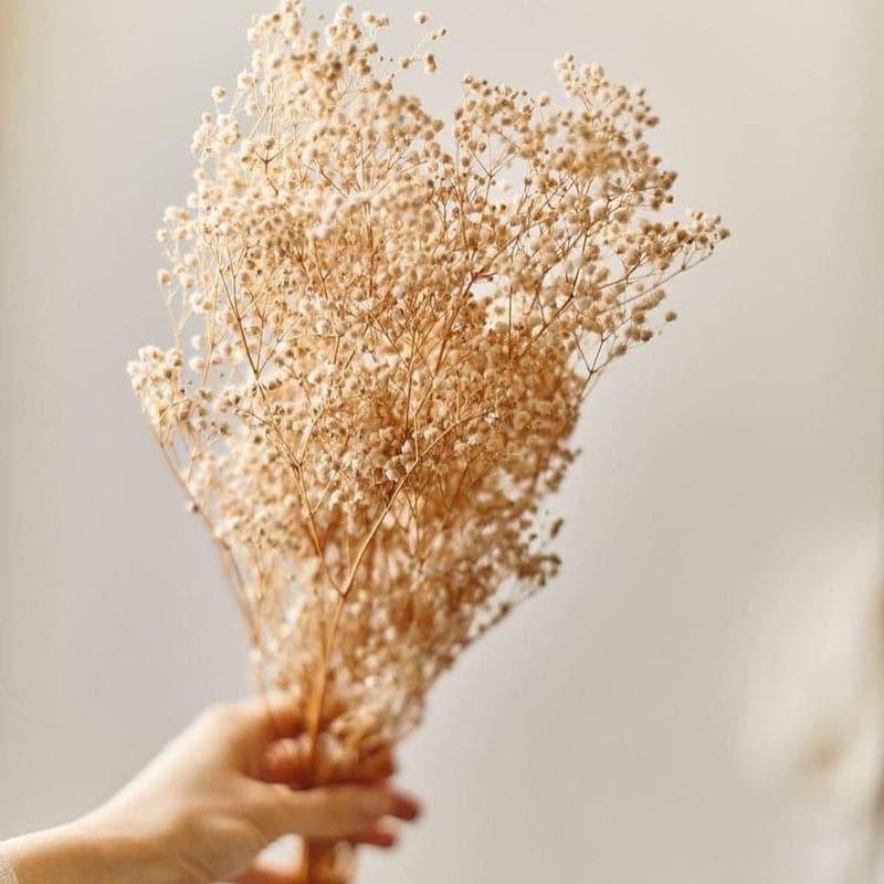 Dried Flowers & Leaves