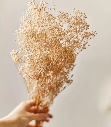Dried Flowers & Leaves