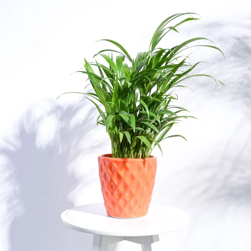 Ugaoo Argyle Orange Ceramic Pot media 3