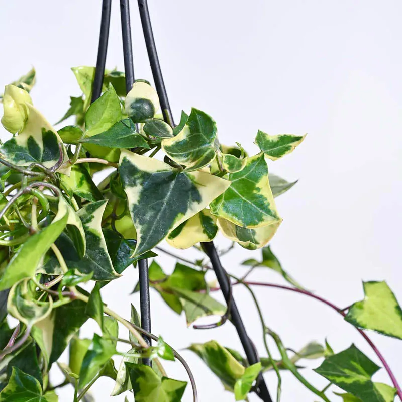 Ugaoo English Ivy Variegated In Hanging Planter media 5