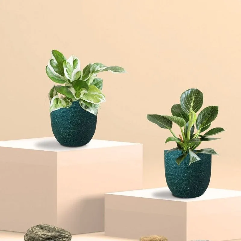 Greenkin Birkin & Njoy Live Plants (Green) - Set Of Two media 3