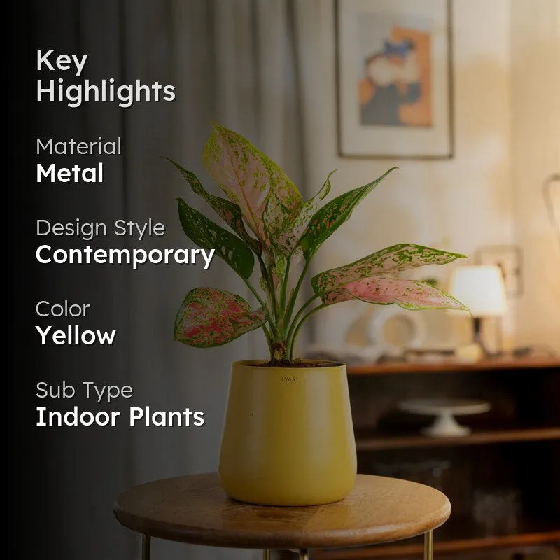 Kyari Aglaonema Pink Valentine Plant With Metal Self Watering Pot - Yellow media 2