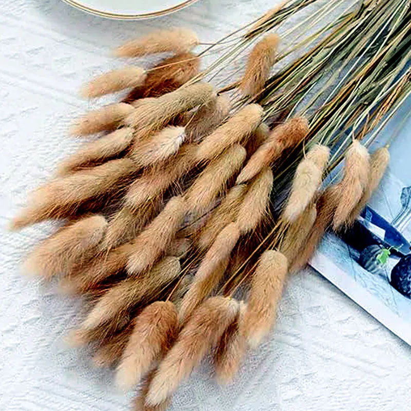 Cloudtail Dried Bunny Tail Stem (Brown) - Set Of Thirty media 3