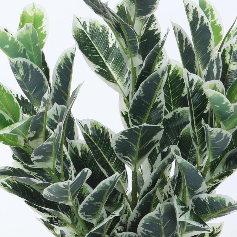 Faux Dumb Cane Plant With Black Plastic Pot - 2.79 ft media 5