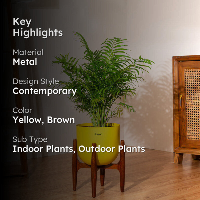 Kyari Areca Palm With Metal Self Watering Pot (Yellow) - 3 Feet media 2