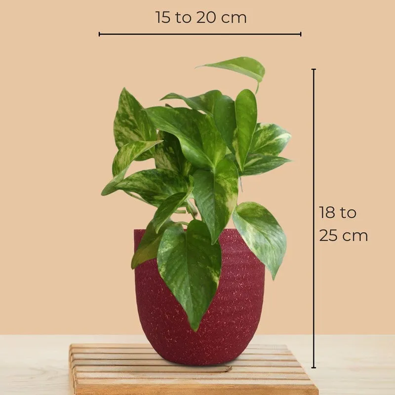 Greenkin Money Plant & Gold King Live Plants (Red) - Set Of Two media 9