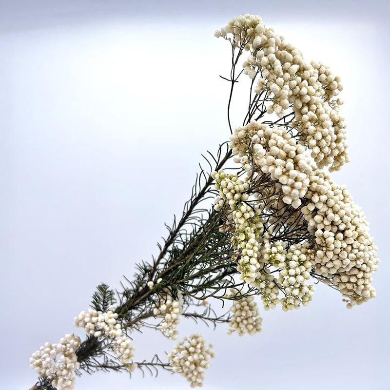 Dried Rice Flower Bunch - Set Of Three media 3