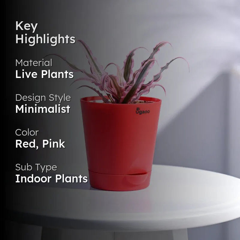 Ugaoo Earth Star Plant - Pink media 2