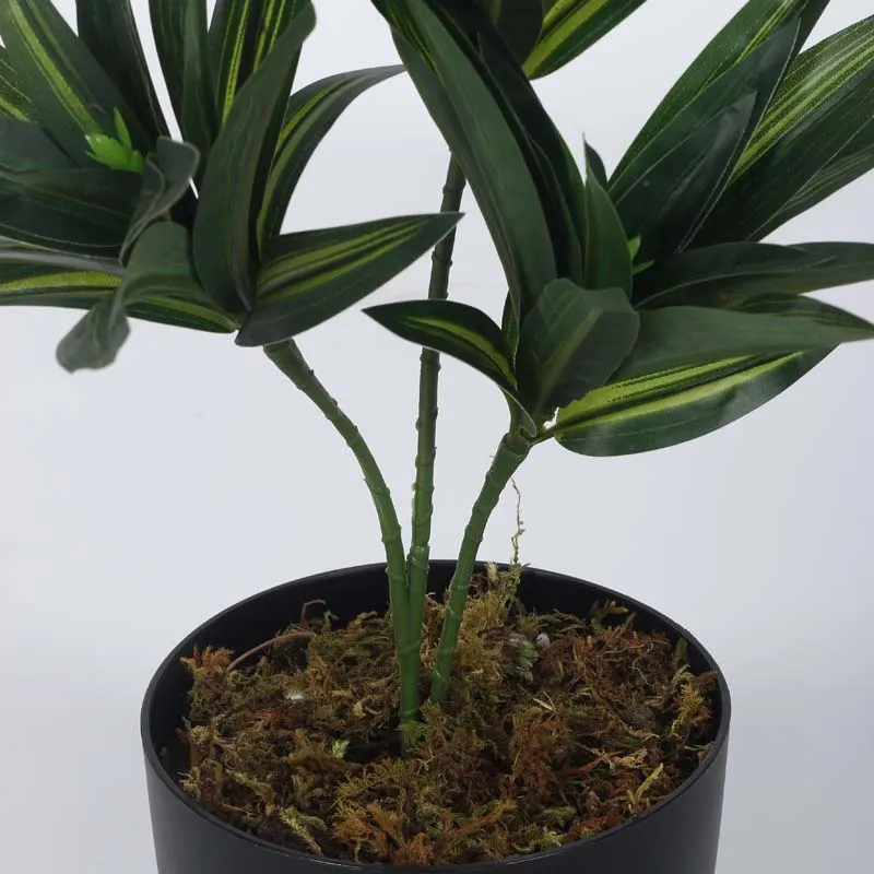 Faux Lush Dracaena Reflexa Plant With Black Plastic Pot (Dark Green) - 1.3 Feet media 5
