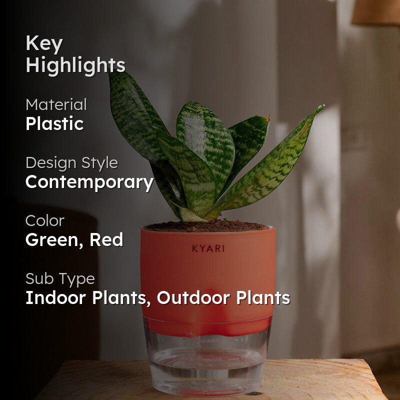 Kyari Sansevieria Snake Plant With Self Watering Pot (Red) - 18 cm media 2