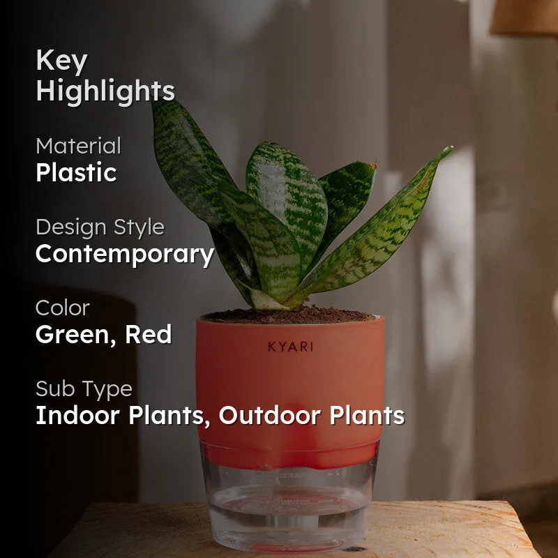 Kyari Sansevieria Snake Plant With Self Watering Pot (Red) - 18 cm media 2