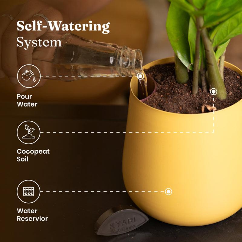 Kyari Spider Plant With Metal Self Watering Pot - Yellow media 6
