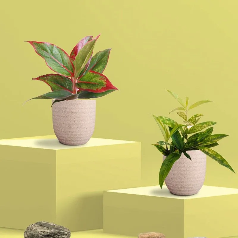 Greenkin Aglaonema Lipstick & Bamboo Live Plants (Ivory) - Set Of Two media 3