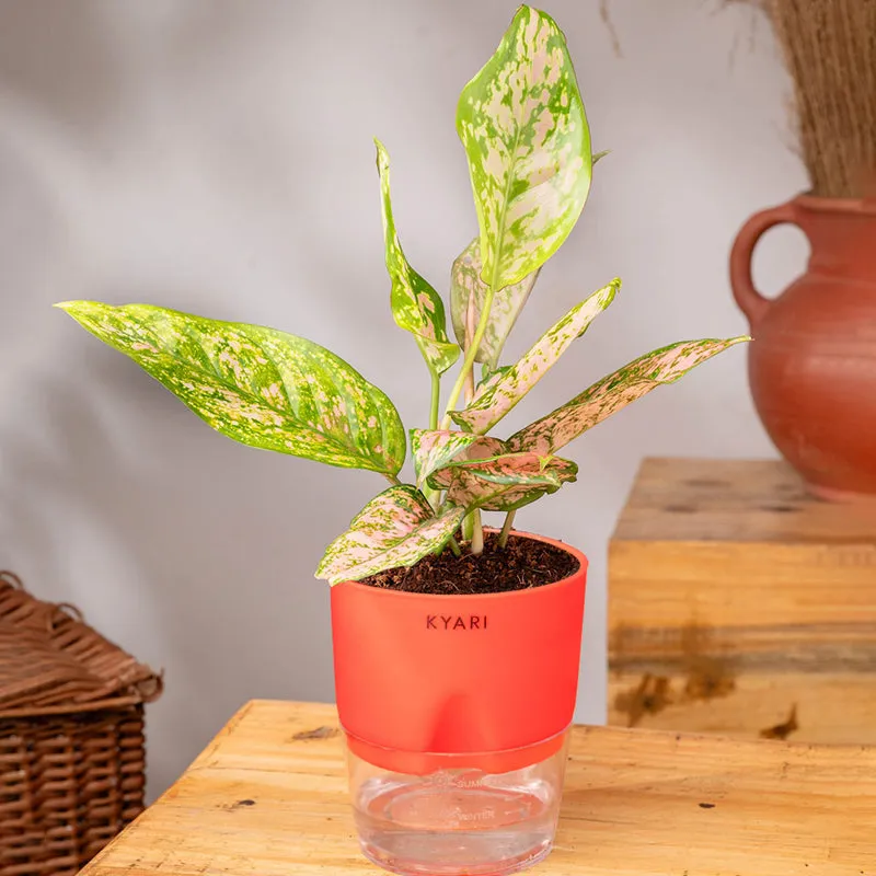 Kyari Aglaonema Snow White With Self Watering Pot - Red media 3