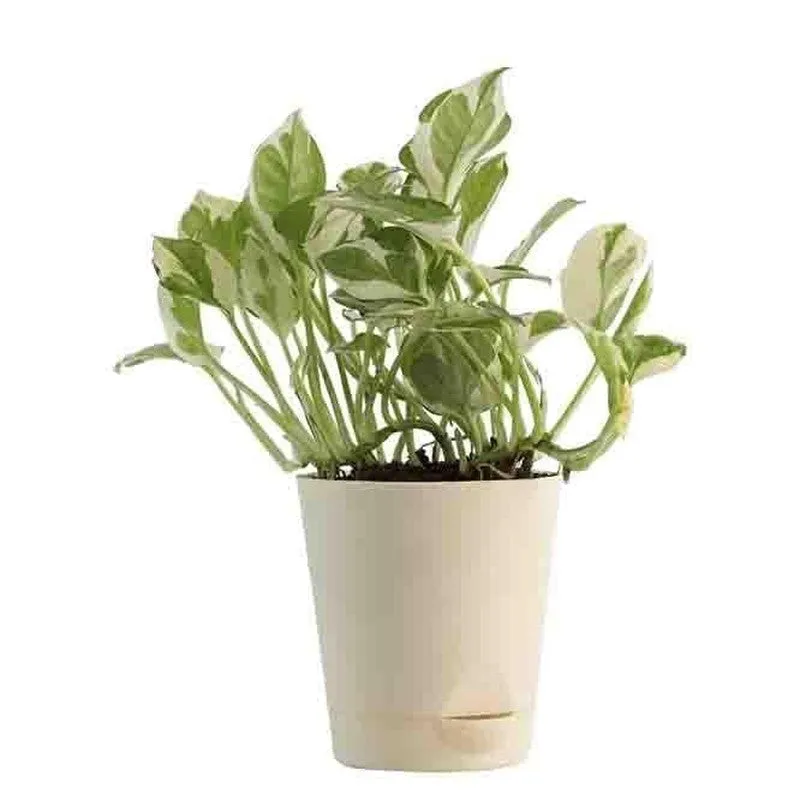 Green and cream variegated pothos plant shown in a cream pot