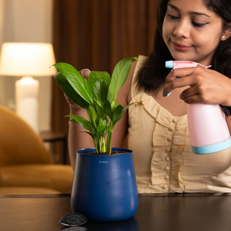 Kyari Peace Lily Plant With Metal Self Watering Pot (Blue) - 1 ft media 4