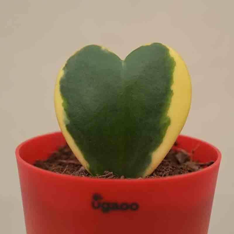 Ugaoo Heart Hoya Plant - Variegated media 6